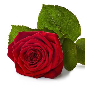 Rote Rosen - Anzahl ab 10 wählbar (Premium, 60cm)