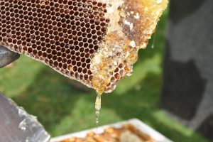 beekeeper-2168184_640