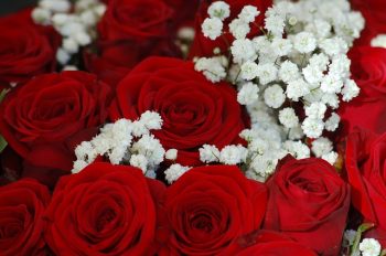 red-roses-4095761_640